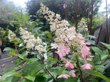 Hydrangea paniculata Brussels Lace