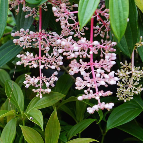 Medinilla pendula Pink Pixie