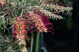 Grevillea Lana Maree