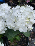 Hydrangea macrophylla Madame Emile Mouillere