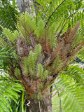 Drynaria rigidula Basket Fern Oakleaf Fern