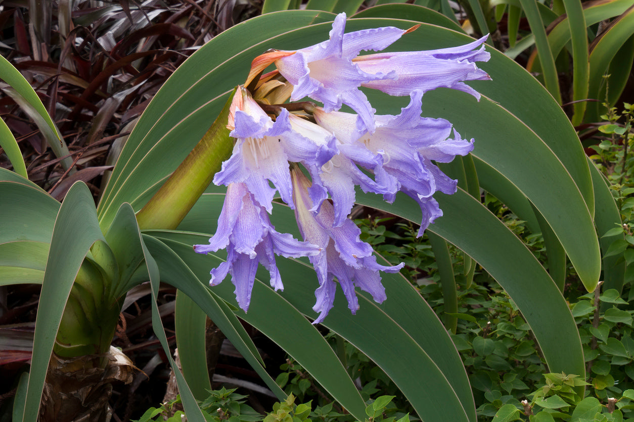Worsleya procera Blue Amaryllis – Mother Earth Nursery