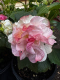 Hibiscus mutabilis Rose Of Sharon Double Flower Form
