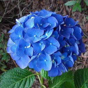 Hydrangea macrophylla United Nations