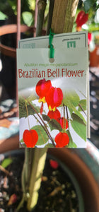 Abutilon Brazilian Bell Flower