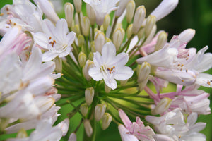 Agapanthus Strawberry Ice 200mm