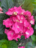 Hydrangea Altona