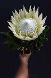 Protea cynaroides King Protea - King White