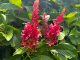 Megaskepasma Brazilian Red Cloak