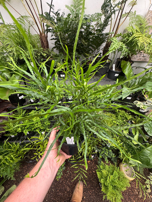 spider brake plant Pteris multifida Spider Brake Fern – Mother Earth Nursery