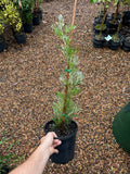 Grevillea Lana Maree
