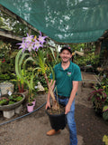 Worsleya procera Blue Amaryllis