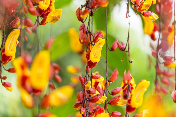 Thunbergia mysorensis Lady Slipper Vine - Growing