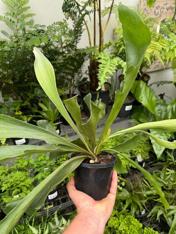 Platycerium bifurcatum Elkhorn Fern