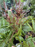 Pteris Tricolour Brake Fern