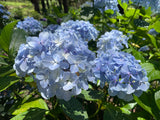 Hydrangea nigra Black Stem Light Pink/Light Blue