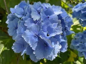 Hydrangea Homigo - growing - coming soon!