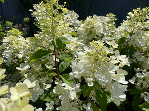 Hydrangea paniculata Pink Diamond - ready Spring 2024