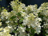 Hydrangea paniculata Pink Diamond - ready Spring 2024