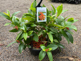 Medinilla basaltorum Comoros Island Medinilla - Limited numbers
