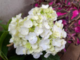 Hydrangea macrophylla Madame Emile Mouillere