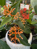 Medinilla scortechenii Orange Coral - Growing - Pre Order for Spring 2025