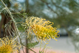 Grevillea Sandra Gordon