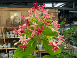 Quisqualis indica Rangoon Creeper Double Flowered Form - Pre Order - for February / March  2025