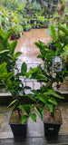 Citrus Indian Sweet Lime Mitha Nimbu - growing - ready end November