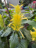Schaueria flavicoma Golden Plume Flower (Dwarf Gold Flower Form) - Growing - Ready February 2025