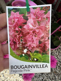Bougainvillea Pagoda Pink Double Flowered Bougainvillea - growing ready soon - enquire in store.