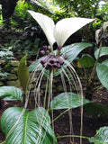Tacca integrifolia White Bat Plant