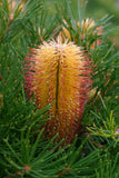 Banksia Birthday Candles