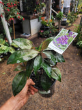 Dichorisandra thyrsiflora Blue Ginger