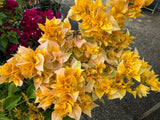 Bougainvillea Aussie Gold Double Flowered Bougainville - Growing for spring 2025