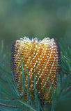 Banksia Birthday Candles