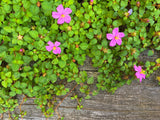 Centradenia Cascade Spanish Shawl - Growing - Ready Soon