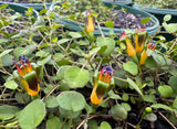 Fuchsia procumbens Creeping Fuchsia