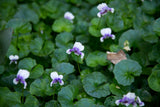 Viola hederacea Native Violet