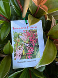Medinilla formosa Taiwanese Princess Chandelier Plant