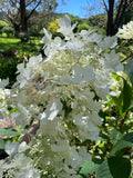 Hydrangea paniculata Brussels Lace