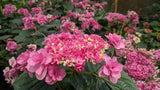 Hydrangea Komachi