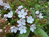 Luculia pinceana White Frills