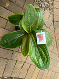 Medinilla miniata Red Chandalier Plant - Pre-Order - Ready Mid February 2025
