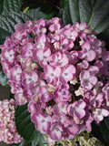 Hydrangea Ayesha Superior