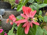 Passiflora racemosa Coral Flame