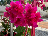 Bougainvillea Klong Fire Double Flowered Bougainvillea - growing - ready soon.