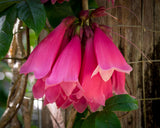 Tecomanthe dendrophila New Guinea Trumpet Vine