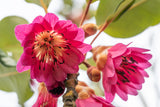 Rhodoleia championii Hong Kong Rose - Rarely Offered - growing - pre-order order in store.