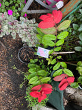 Quisqualis mussiendafolia Red Riot - Growing - Ready September 2025